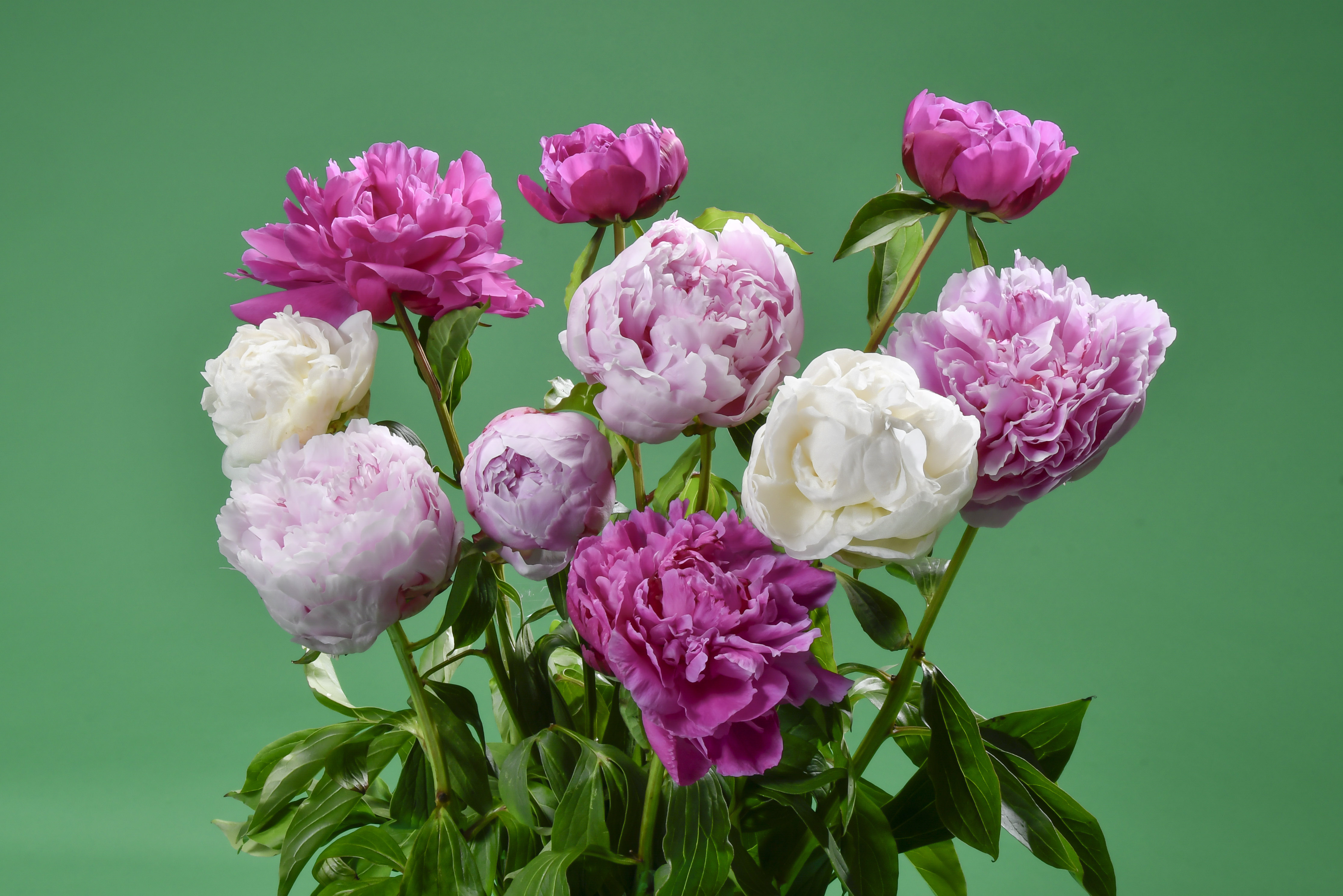 くだものときのこの王国