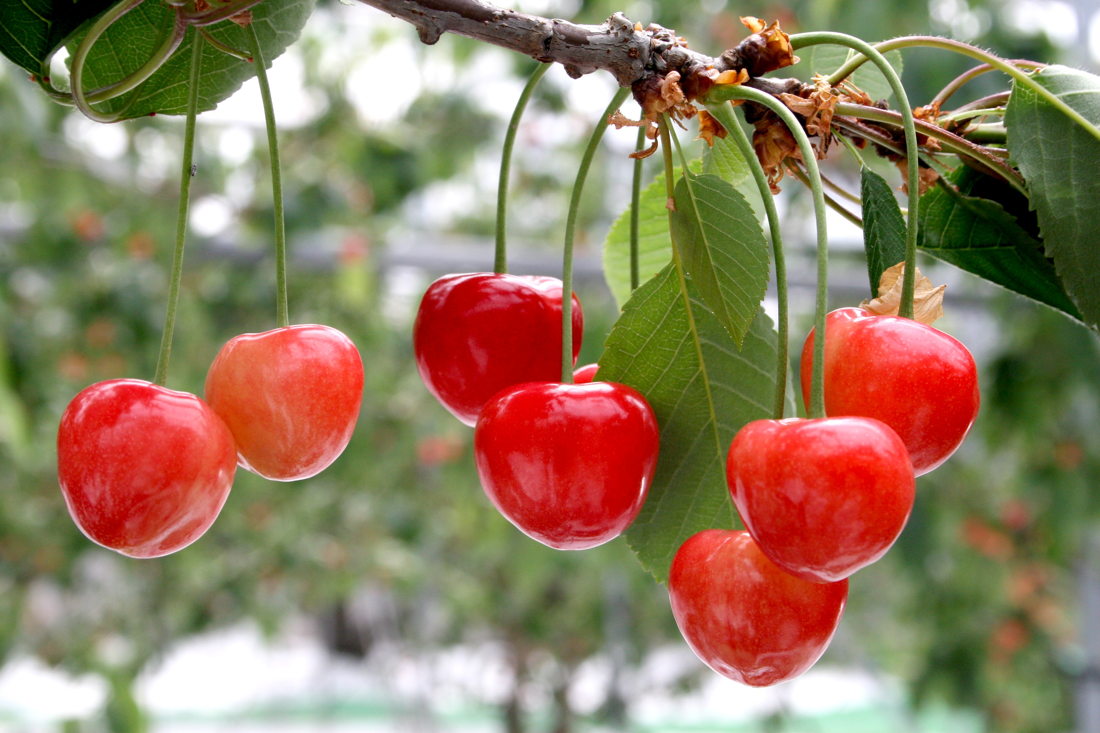 くだものときのこの王国